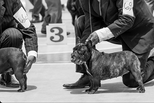 핸들러 심사위원 (Handler Judge)