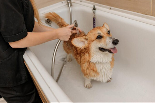 반려동물목욕관리사 (Pet Bather)