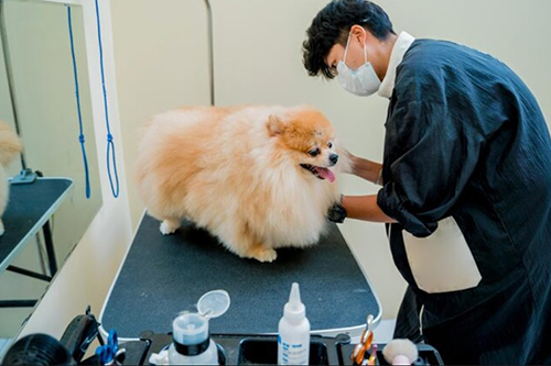 펫그루머 (Pet Groomer)