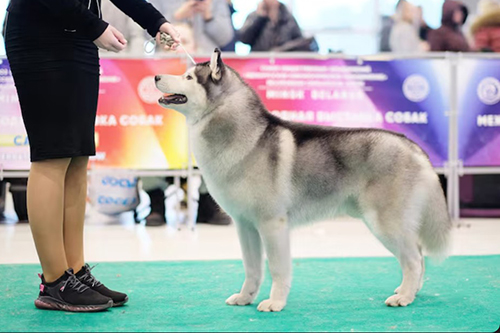 핸들러 (Handler)